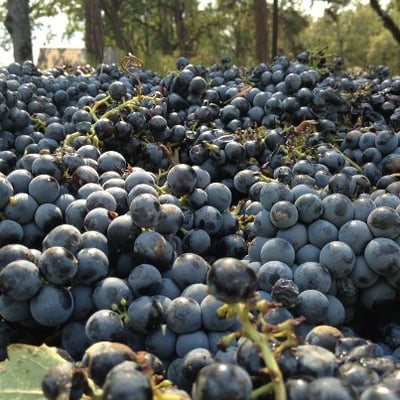 Syncline Winery by null