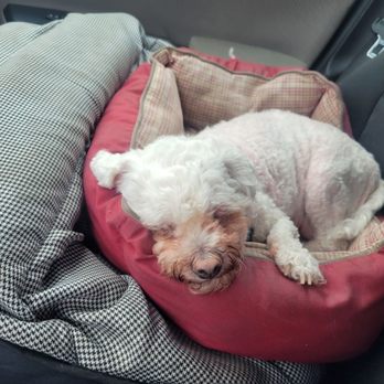 Natural Veterinary Therapy - His content face says it all! Comfortable, and so relaxed after his acupuncture appointment with Dr. Richmond. - Veterinarians Near Me - Carmel, California