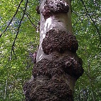 Lupien Tree & Landscape - Landscaping Near Me - Newton, Massachusetts Lupien Tree & Landscape - Landscaping Near Me - Newton, Massachusetts