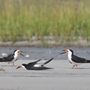 Photo of Wrightsville Beach Scenic Tours