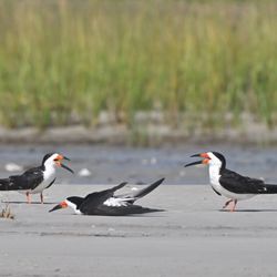 Wrightsville Beach Scenic Tours