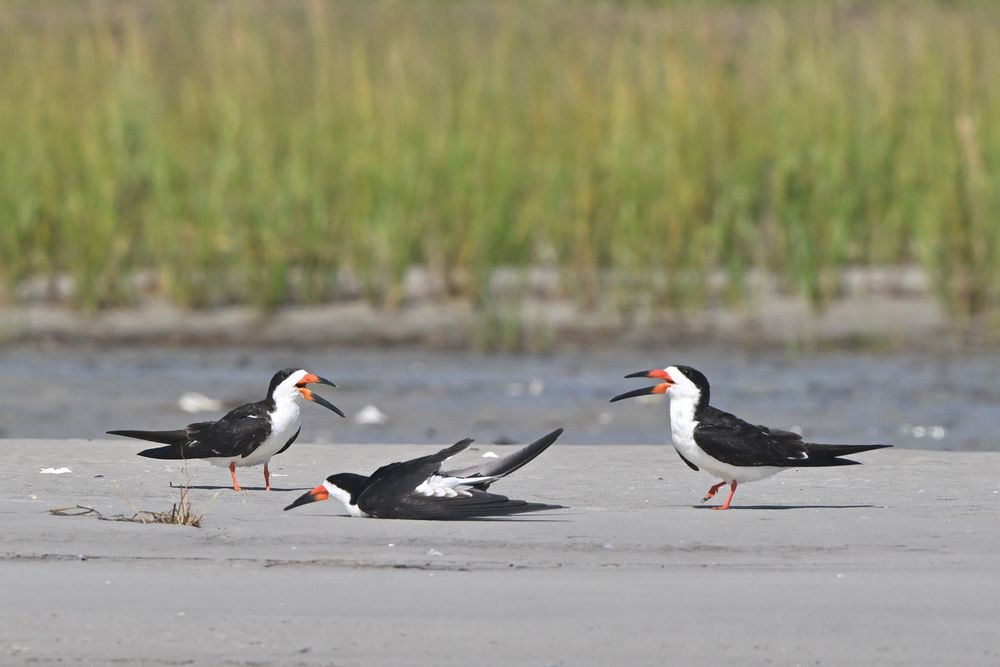 Wrightsville Beach Scenic Tours
