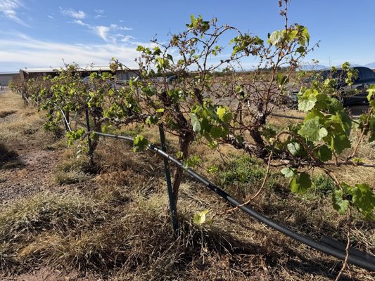 McGinn's PistachioLand by null