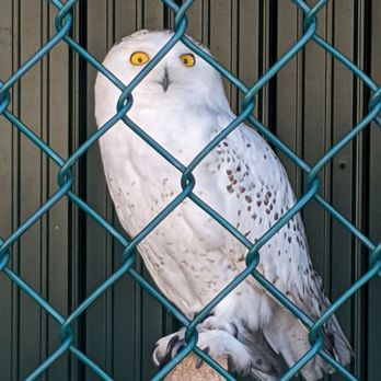 Wild Wings - Zoos Near Me - Honeoye Falls, New York