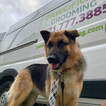 Pawcific NW Grooming - Pet Groomers Near Me Pawcific NW Grooming - Pet Groomers Near Me