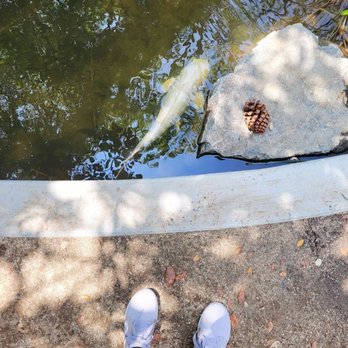 UCLA Mathias Botanical Garden - Lots of Koi fish - Botanical Gardens Near Me - Los Angeles, California