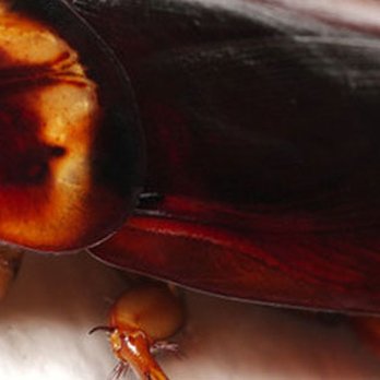 Pest 4 Less - Pest Control Near Me - Norman, Oklahoma Pest 4 Less - Pest Control Near Me - Norman, Oklahoma