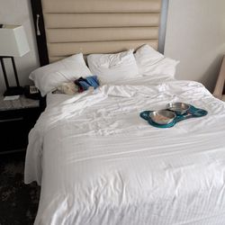 The Madison Concourse Hotel and Governor's Club - Even the dog was loving this hotel!!! Thank you so much for treating us like normal people!