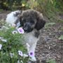 Photo of Raven Rock Standard Poodles