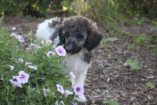 raven rock standard poodles