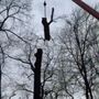 Photo of JJ Tree Service