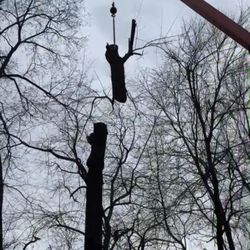 JJ Tree Service - Big cherry removal with a crane