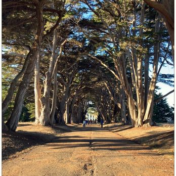 Cypress Tree Tunnel - Cypress Tree Tunnel at sunset. - Parks Near Me - Inverness, California Cypress Tree Tunnel - Cypress Tree Tunnel at sunset. - Parks Near Me - Inverness, California