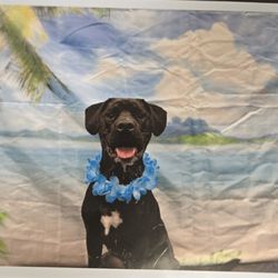 Dogtopia - Picture day!
