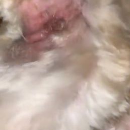 just one of the spots butchered. this place is disgusting!!! just one of the spots butchered. this place is disgusting!!!