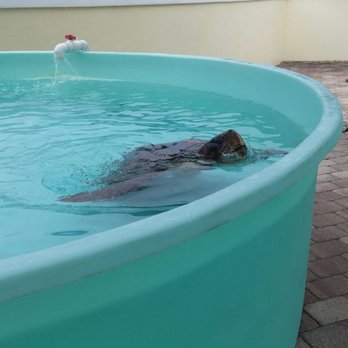 Loggerhead Marinelife Center - Community Service/Non-Profit Near Me - Juno Beach, Florida