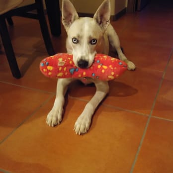 4 Paws Pet Hospital - Luna very happy with her toy! My girl was spayed last week and all went well! - Veterinarians Near Me - Albuquerque, New Mexico