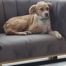 The Office support Dog, Stella! The Office support Dog, Stella!