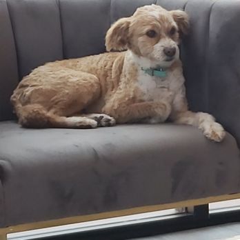 S&C Dental - The Office support Dog, Stella! - General Dentistry Near Me - Scottsdale, Arizona S&C Dental - The Office support Dog, Stella! - General Dentistry Near Me - Scottsdale, Arizona