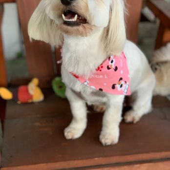 Mutt Cutts Dog Spa - Daisy fresh from the groomer with her cute bandana! - Pet Groomers Near Me - Chino, California Mutt Cutts Dog Spa - Daisy fresh from the groomer with her cute bandana! - Pet Groomers Near Me - Chino, California