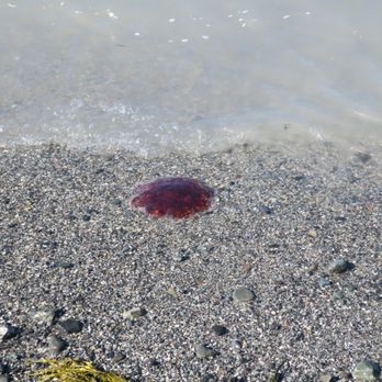Bar Island - jelly fish - Parks Near Me