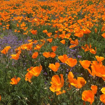 The Wildlands Conservancy - Community Service/Non-Profit Near Me - Oak Glen, California The Wildlands Conservancy - Community Service/Non-Profit Near Me - Oak Glen, California