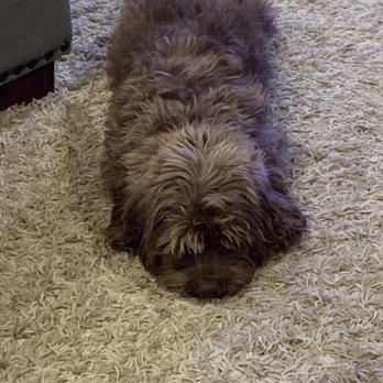 Bowser Boutique - Attie. - Pet Groomers Near Me - Los Osos, California