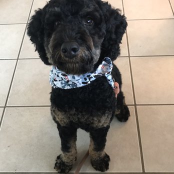 Grooming Spot - My dog right after his grooming experience. Proudly showing off. - Pet Groomers Near Me - Columbus, Ohio