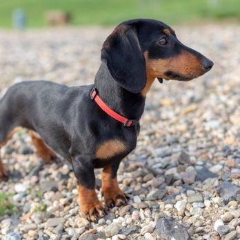 Dog Harmony - Pet Training Near Me - Skelmersdale, LAN