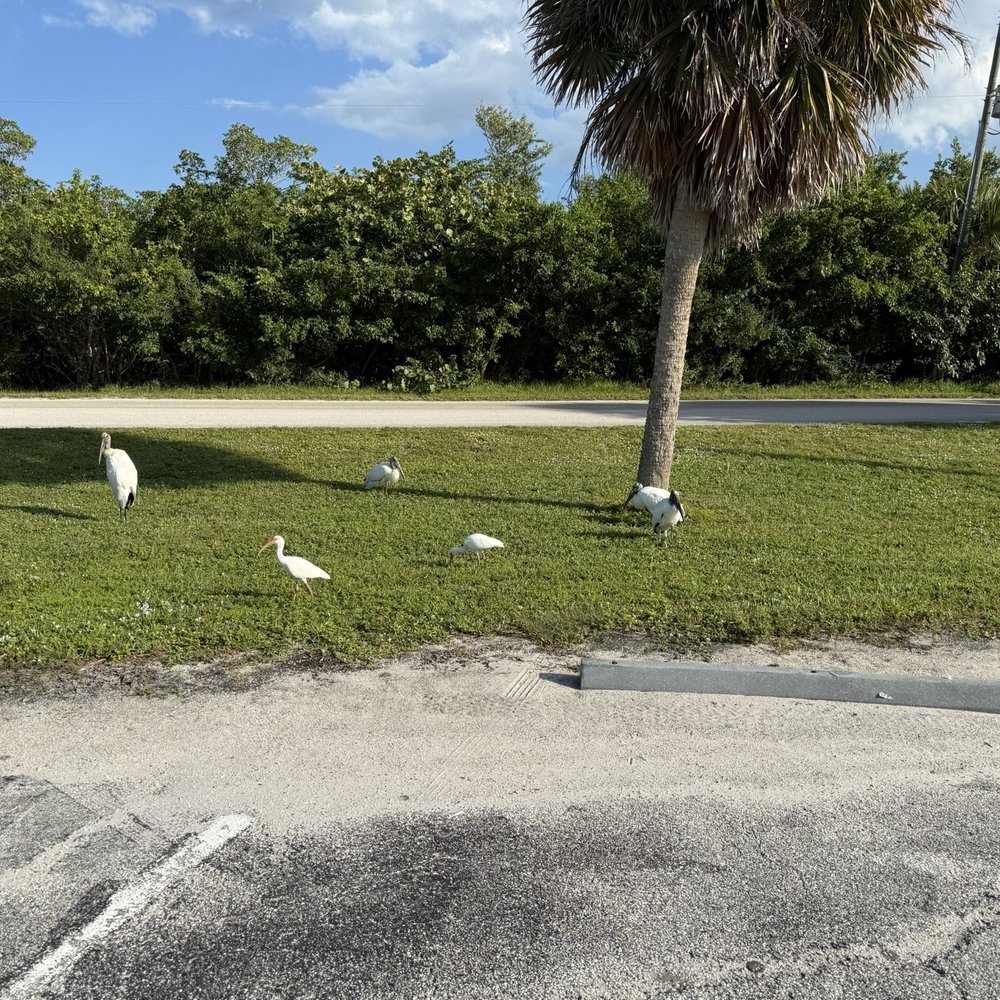Sebastian Inlet State Park - Florida Wood Storks & White Birds! - Parks Near Me - Melbourne Beach, Florida Sebastian Inlet State Park - Florida Wood Storks & White Birds! - Parks Near Me - Melbourne Beach, Florida