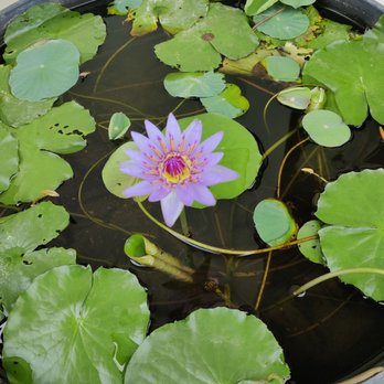Higashi Hongwanji Betsuin - Water Lily... - Buddhist Temples Near Me - Honolulu, Hawaii Higashi Hongwanji Betsuin - Water Lily... - Buddhist Temples Near Me - Honolulu, Hawaii