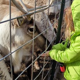 Reindeer feeding Reindeer feeding
