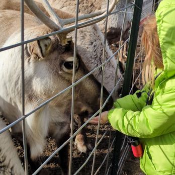 Reindeer Farm - Reindeer feeding - Zoos Near Me - Palmer, Alaska Reindeer Farm - Reindeer feeding - Zoos Near Me - Palmer, Alaska