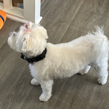 Lux Fur Pet Salon - We love this birthday look! - Pet Groomers Near Me - Weldon Spring, Missouri Lux Fur Pet Salon - We love this birthday look! - Pet Groomers Near Me - Weldon Spring, Missouri