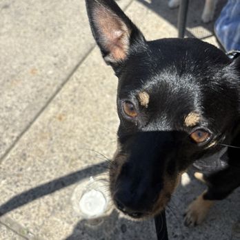 Dairy Queen Grill & Chill - Pup cup outside - Fast Food Near Me - Battle Ground, Washington