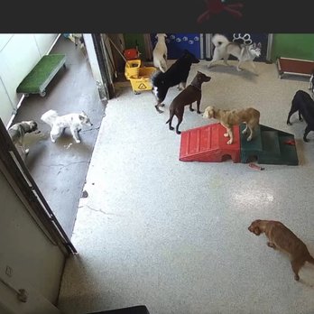 Suite Dog Daze - More dogs peeing on floor - Pet Groomers Near Me - Salem, Oregon