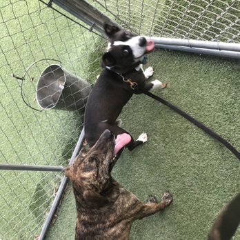 Central Florida K-9 - Pet Sitting Near Me - Eustis, Florida Central Florida K-9 - Pet Sitting Near Me - Eustis, Florida