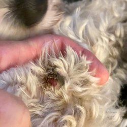 Bubbles Pet Spa - Cut paw pad.