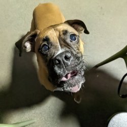 Tucker’s Tap Yard - Molly