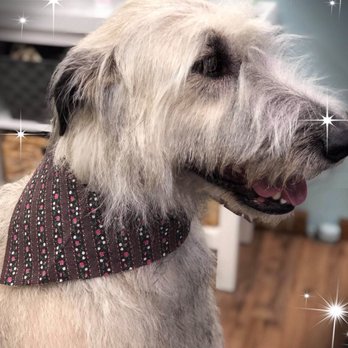 Stylin’ Pets - Lady Duchess - Pet Groomers Near Me - Logan, Utah