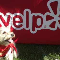Toto Yelpin' it!