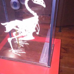 Muzeum Archeologiczne - Tierskelett