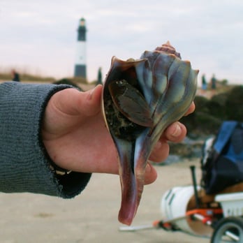 Tybee Beach Ecology Trips - Tybee Beach Ecology Trips are conducted at the North Beach area near the Tybee Island Lighthouse - Tours Near Me Tybee Beach Ecology Trips - Tybee Beach Ecology Trips are conducted at the North Beach area near the Tybee Island Lighthouse - Tours Near Me