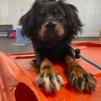 Found Chicago Boarding and Training Center - Pet Training Near Me - Chicago, Illinois Found Chicago Boarding and Training Center - Pet Training Near Me - Chicago, Illinois