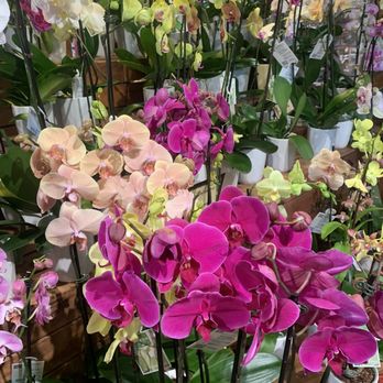 The Fresh Market - Orchids - Grocery Near Me - Savannah, Georgia