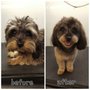 Photo of The Debonair Dog