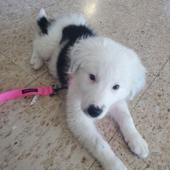 Alhambra Veterinary Hospital - Luna enjoying it here. - Veterinarians Near Me - Alhambra, California