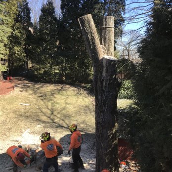 Bradley's Tree Service - Tree Services Near Me
