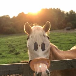 Southern Tier Stables
