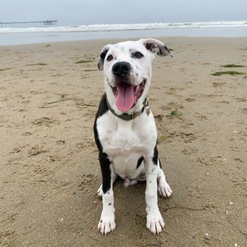 The Human Dog Team - Pet Training Near Me - San Diego, California The Human Dog Team - Pet Training Near Me - San Diego, California